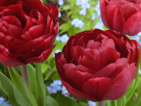 Анкл Том (махр.поз.) 11-12, 7шт Поиск