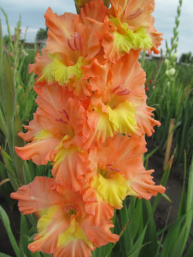 Ботсвана 10/12 8шт