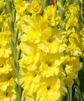 Бра Вал 10/12 8шт