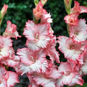 Мистер Сэндмен 10/12 8шт