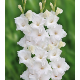 Нова Зембла 10/12 10шт