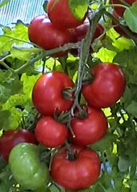 Натус Киров