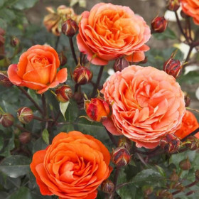 Феникс (ЗКС) ЖИЛЯК