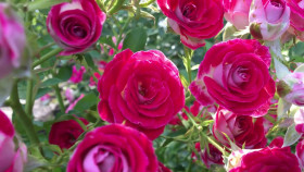 Шоне Кобленцерин (ЗКС) ЖИЛЯК