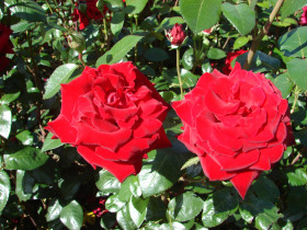 Ингрид Бергман (ЗКС) ЖИЛЯК