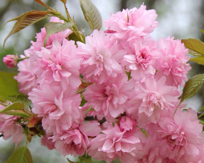 Розеа Плена 1шт Поиск