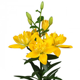 Беверли Голд 12/14 ЛА 5шт