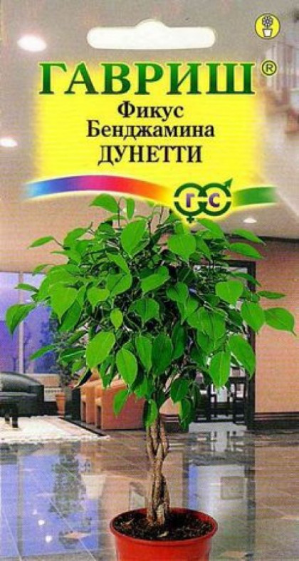 Бенджамина Дунетти Ц(Г)