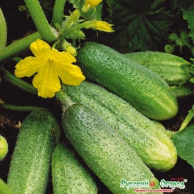 Бидретта Ц(Н)