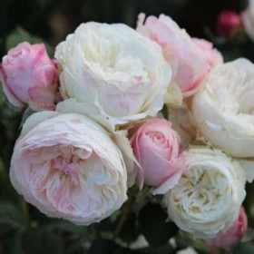 Кейра (ЗКС) ЖИЛЯК (ЗКС) ЖИЛЯК