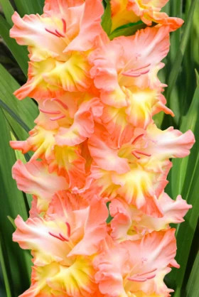 Курск 10/12 8шт