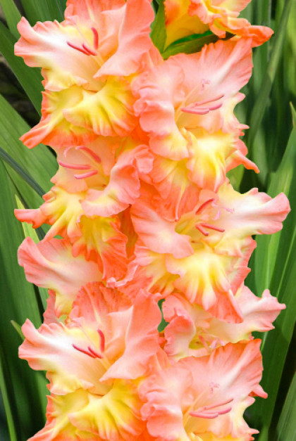 Курск 10/12 8шт