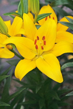 Йеллоу Каунти (Азиат)  7шт