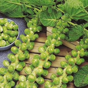 брюссельская Касио (овощной рай) Ц(УД)