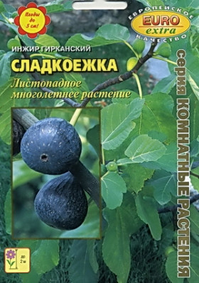 инжир Сладкоежка гирканский Ц(А)