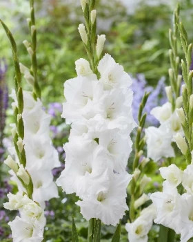 Пуравида 10/12 8шт