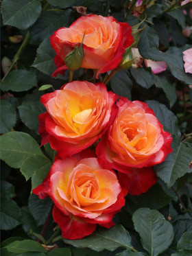 Пигаль (ЗКС) ЖИЛЯК