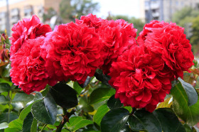 Ред Леонардо да Винчи (ЗКС) ЖИЛЯК