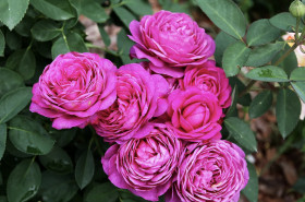 Хайди Клум (ЗКС) ЖИЛЯК