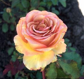 Марракеш (ЗКС) ЖИЛЯК