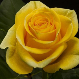 Таро (ЗКС) ЖИЛЯК