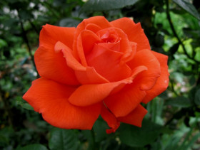 Тропикана (ЗКС) ЖИЛЯК