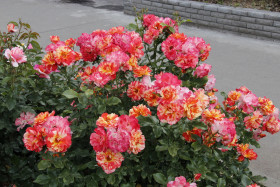 Альфред Сислей (ЗКС) ЖИЛЯК