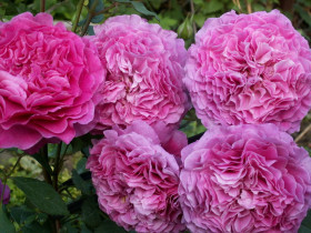 Вентило (ЗКС) ЖИЛЯК