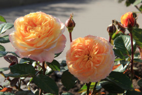 Жорж Данжан (ЗКС) ЖИЛЯК