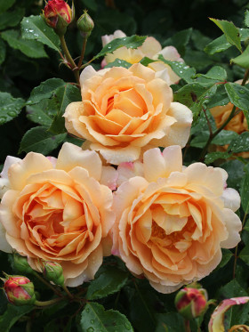 Зонненвельт (ЗКС) ЖИЛЯК