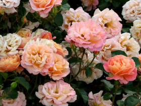 Кубана (ЗКС) ЖИЛЯК