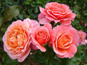 Мари Кюри (ЗКС) ЖИЛЯК