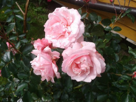 Октавиа Хилл (ЗКС) ЖИЛЯК