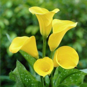 Саншайн  2шт