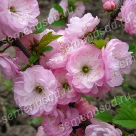 Трехлопастной 1шт/сетка Поиск