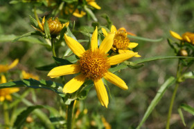 Купидон Ц(Г)