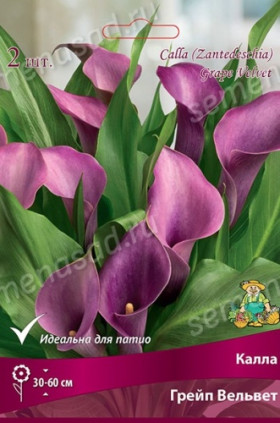 Грейп Вельвет 2шт Поиск