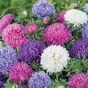 Астра Классик Микс (1уп-3гр) Поиск