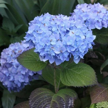 Блауер Цверг, р-р P9