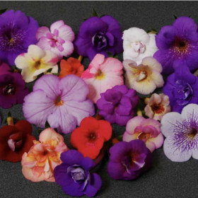 Микс (4 ризомы, пласт.бан.) 1шт