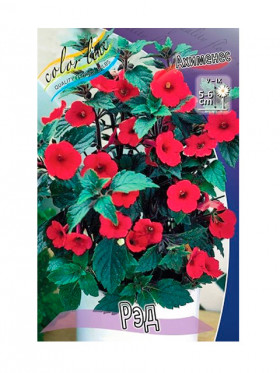 Рэд (4 ризомы, пласт.бан.) 1шт