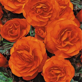 Нон Стоп Голд Оранжевая 3шт