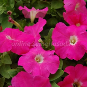 Мамбо Джи Пи (100шт) Пинк мультифлора