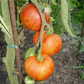 Красный кабан/Мязина