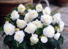 Нон Стоп Белая 3шт