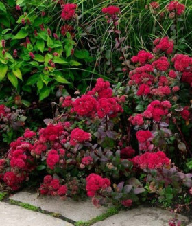 Ред Каули 1шт