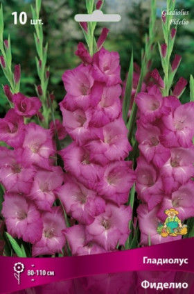 Фиделио 10шт Поиск