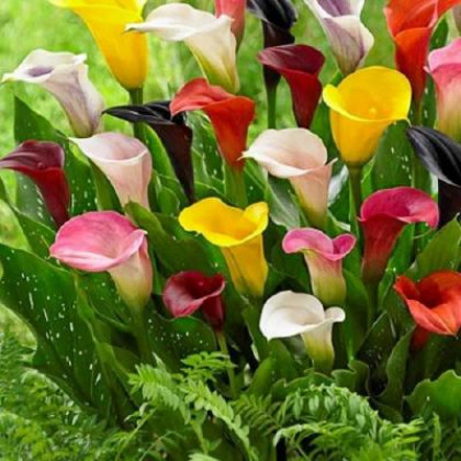 Смесь 12/14 3шт