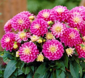 Гэллери Рембранд 1шт