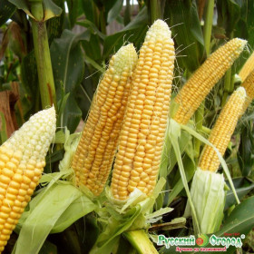 Экстра Эрли Экстра Свит Ц(Н)